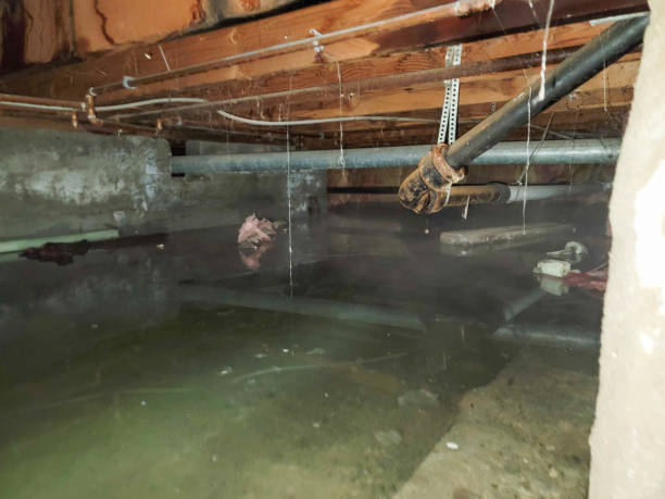Best Water damage restoration near me  in Fenton, MI
