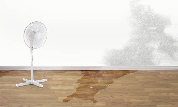 Best Water damage restoration near me  in Fenton, MI